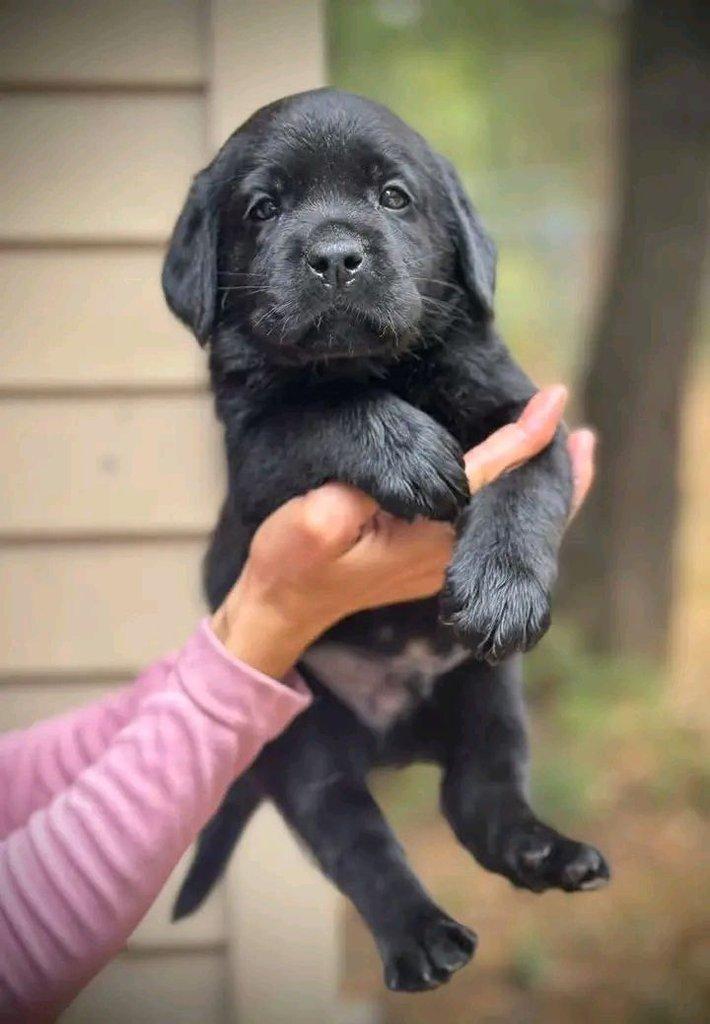 Roztomilý labradorský retrívr