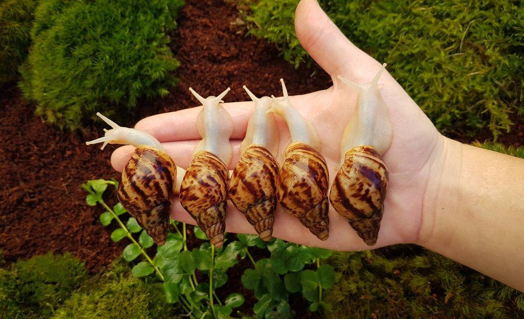 Afričtí šneci Lissachatina reticulata Albino body mláďata