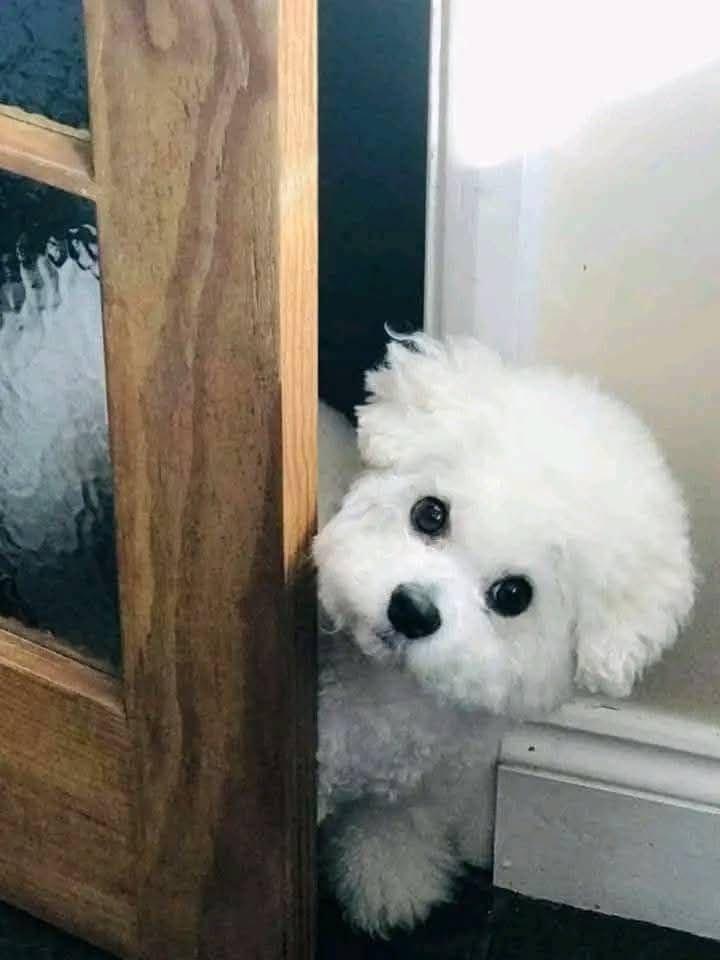 Prodáme štěňata bišonka frise s PP.