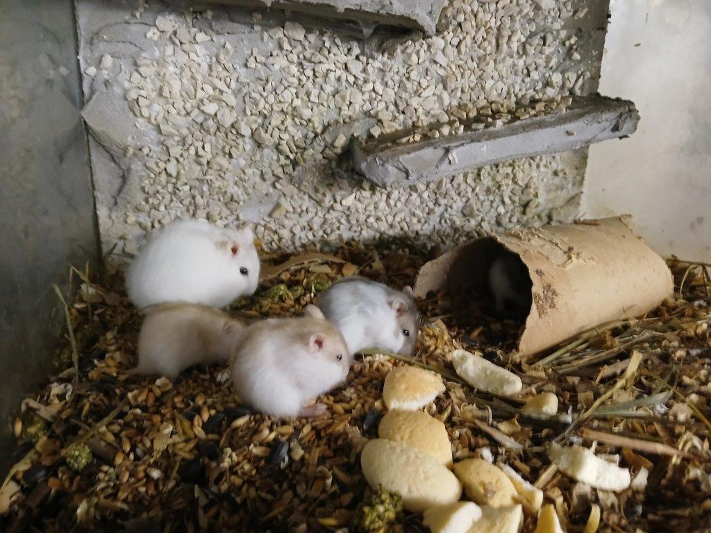 Křečíci