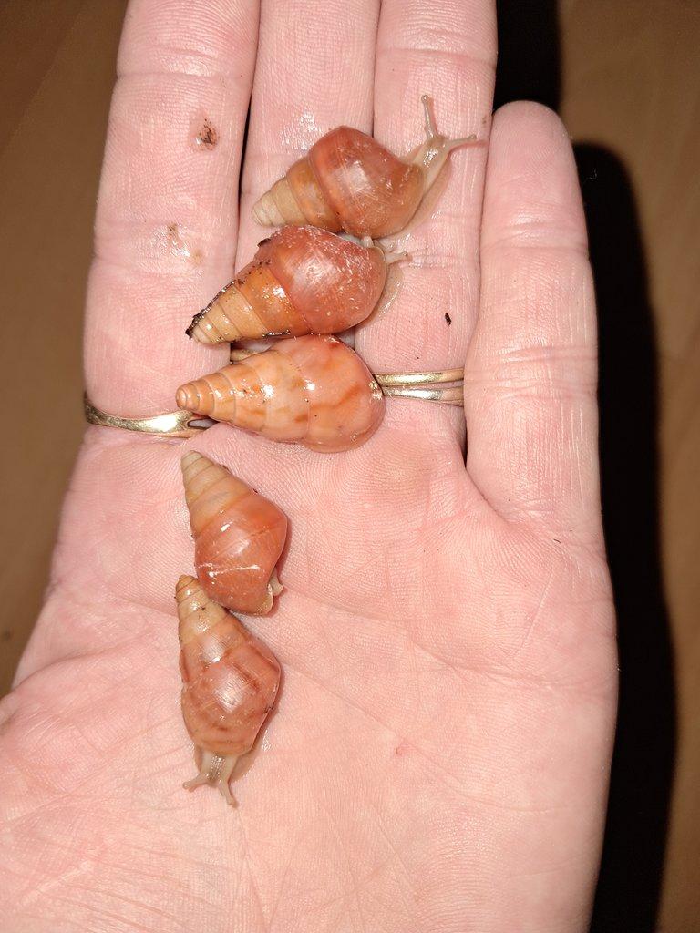 Exotičtí šnečci Limicolaria Orange