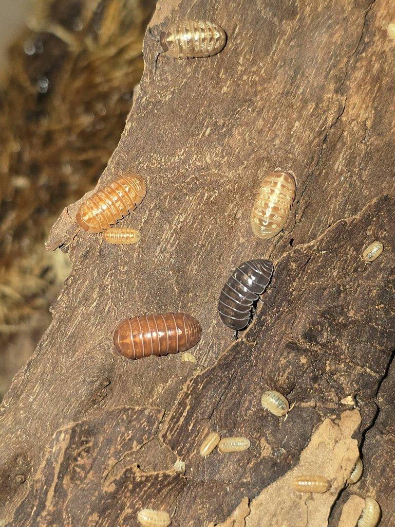 Armadillidium sp. "Santa Lucia"