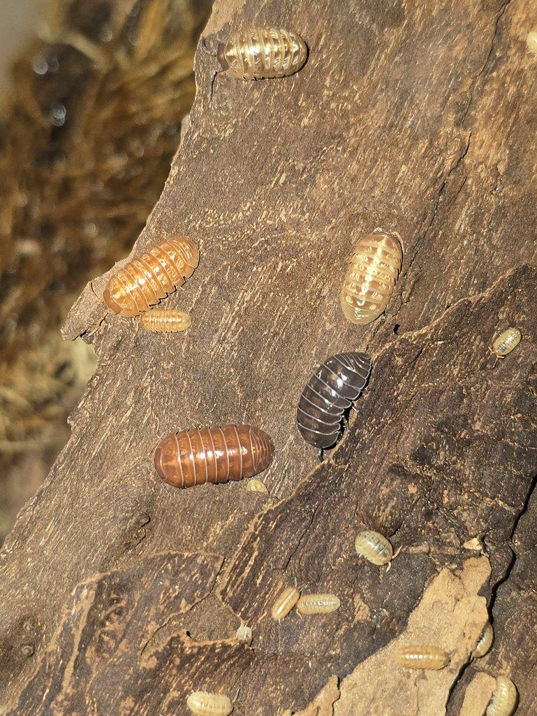Armadillidium sp. "Saint Lucia"