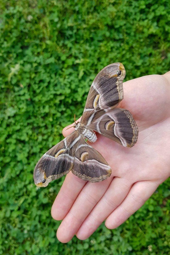 Motýli Martináč pajasanový - Samia cynthia