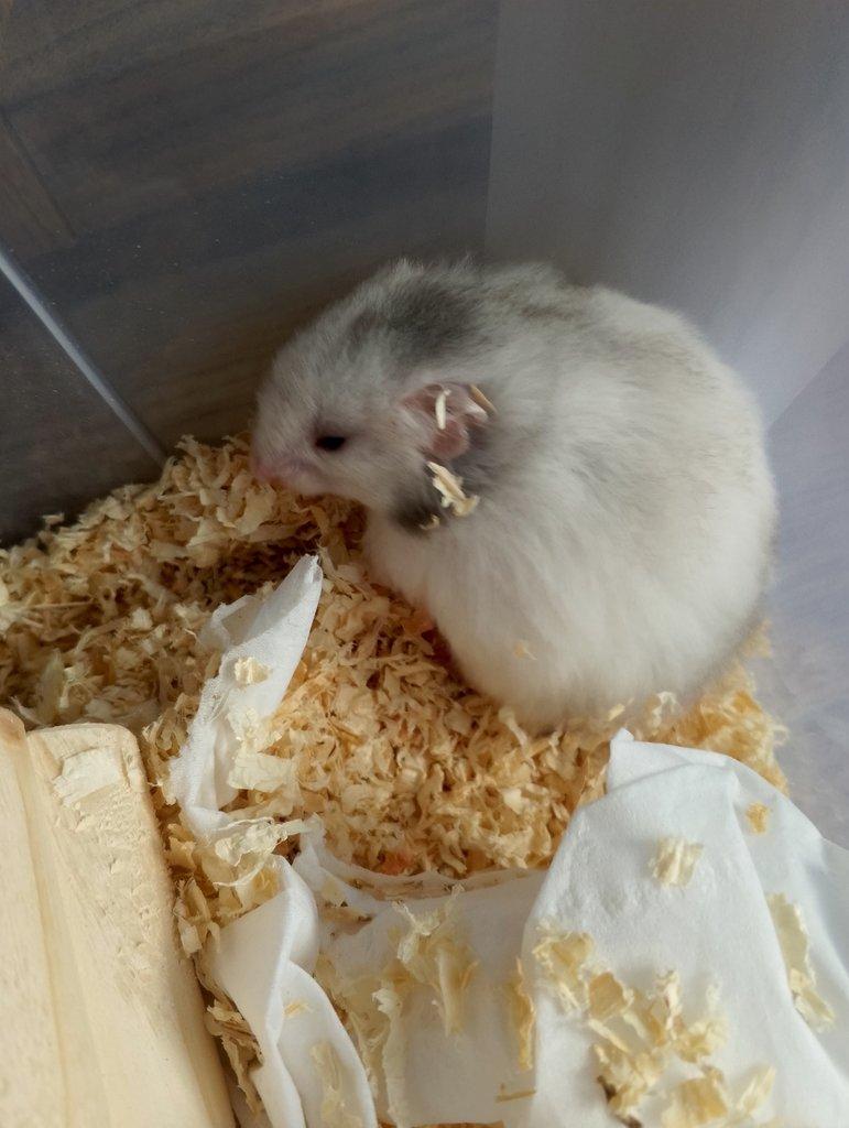 Křeček syrský