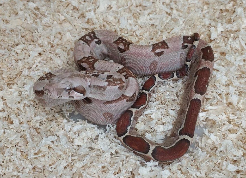 Boa imperator - VPI T+ Albino het Blood, Normal DH VPI Blood