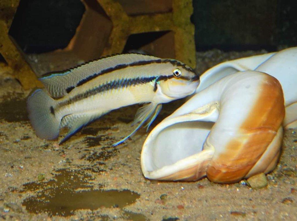 Tanganika