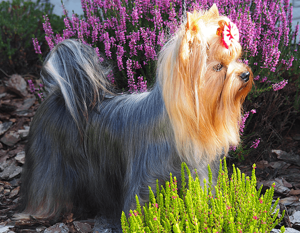 jorkšírský terier