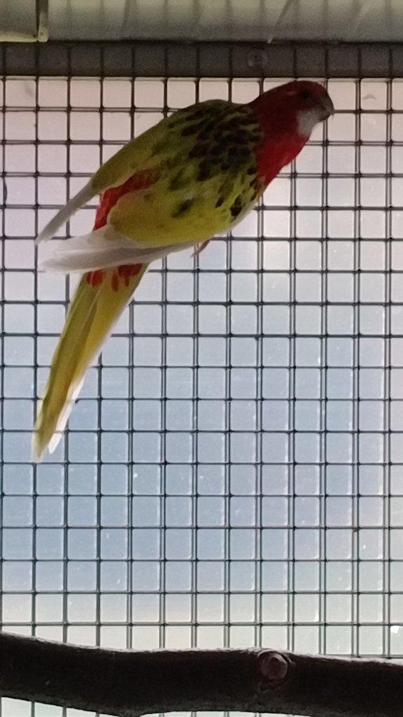 0,1 rozela pestrá modrá opalin