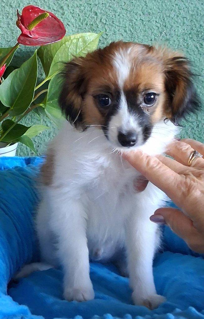 Malý kontinentální španěl - Papillon - Phalene