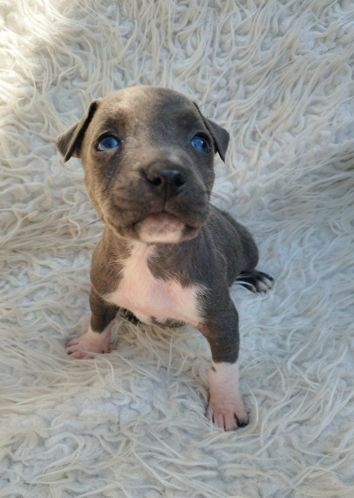 Amstaff