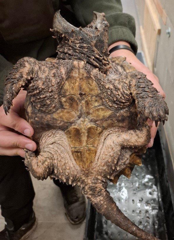 Prodám kajmanky supí