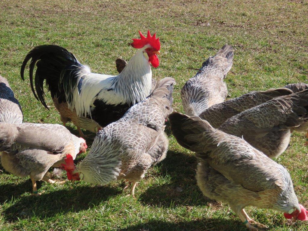 Vlaška stříbrně zbarvená