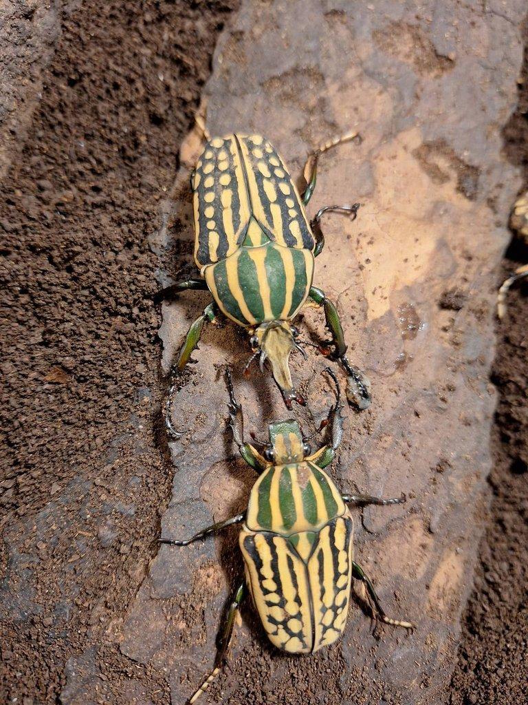 Larvy Chelorrhina savagei a Mecynorrhina ugandensis