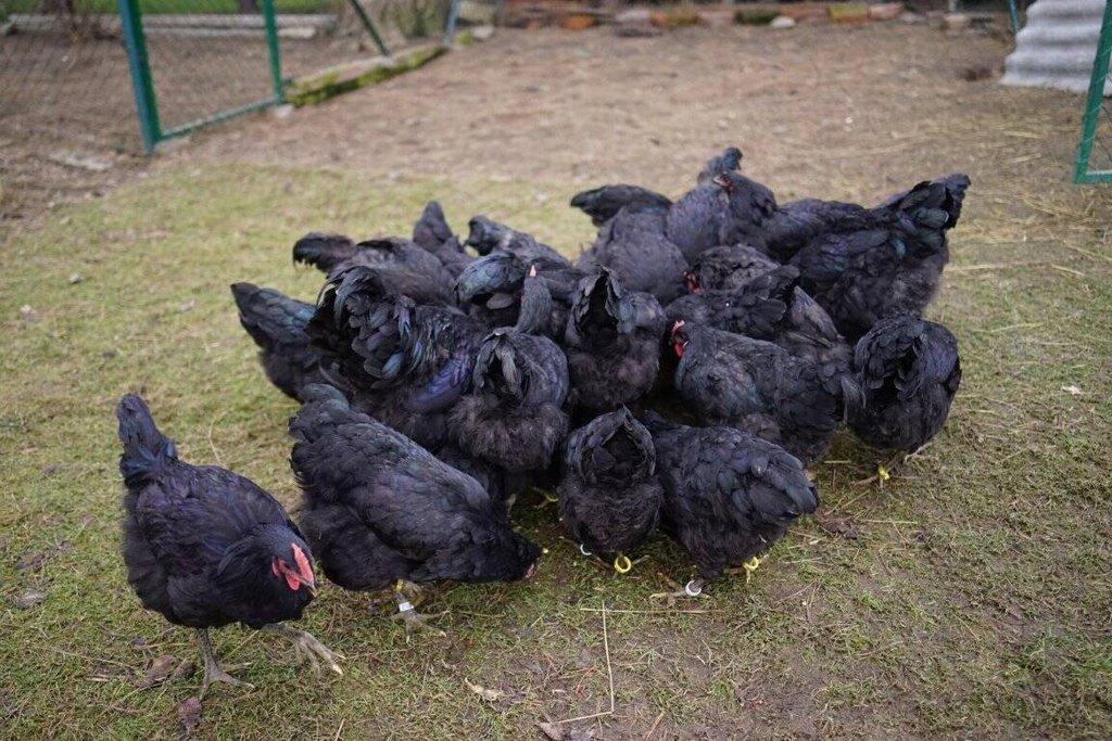 Žerzejský obr 🥚🐣 (násadová vejce i kuřátka)