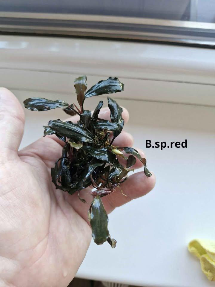 Becephalandra Dark blue,sp Red,Green broad leaf