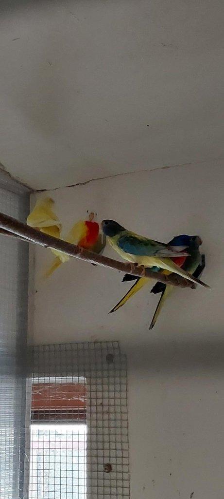 Neoféma modrohlavá