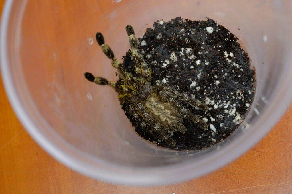URČENÁ SAMICE Poecilotheria fasciata 4-4,5cm