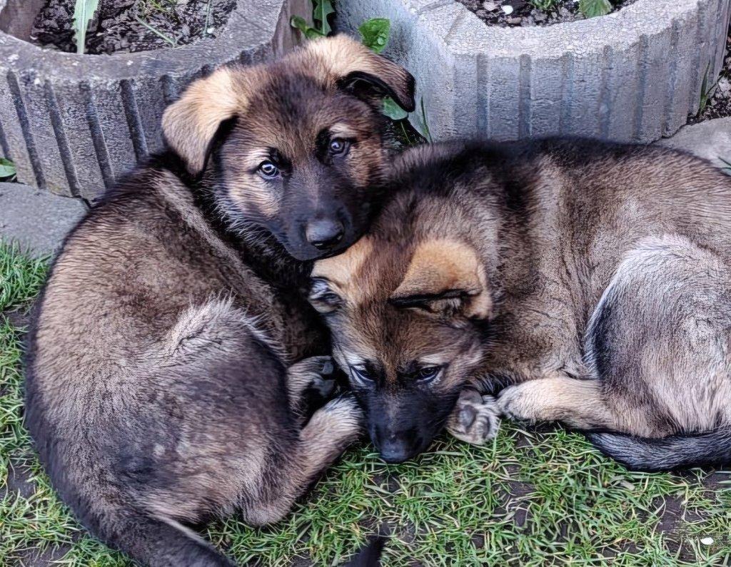 Německý ovčák- štěňata s PP