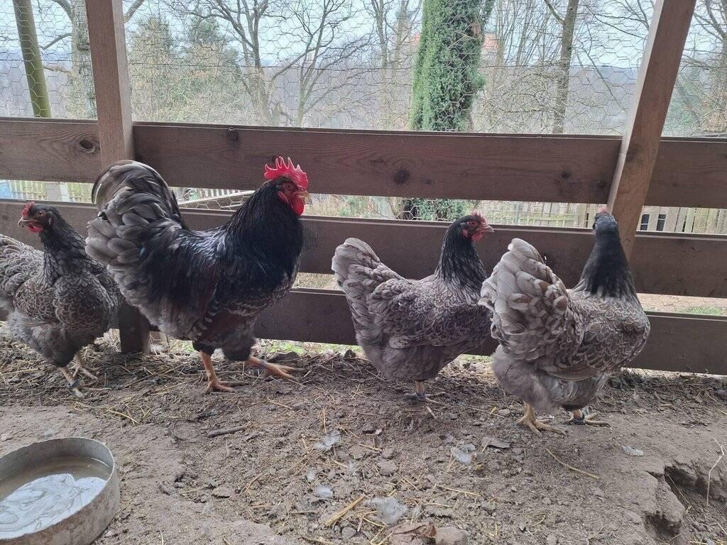 ZO ČSCH Mníšek pod Brdy - doprodej zvířat - kohouti - Barneveldka dvojlemovaná i modře lemovaná