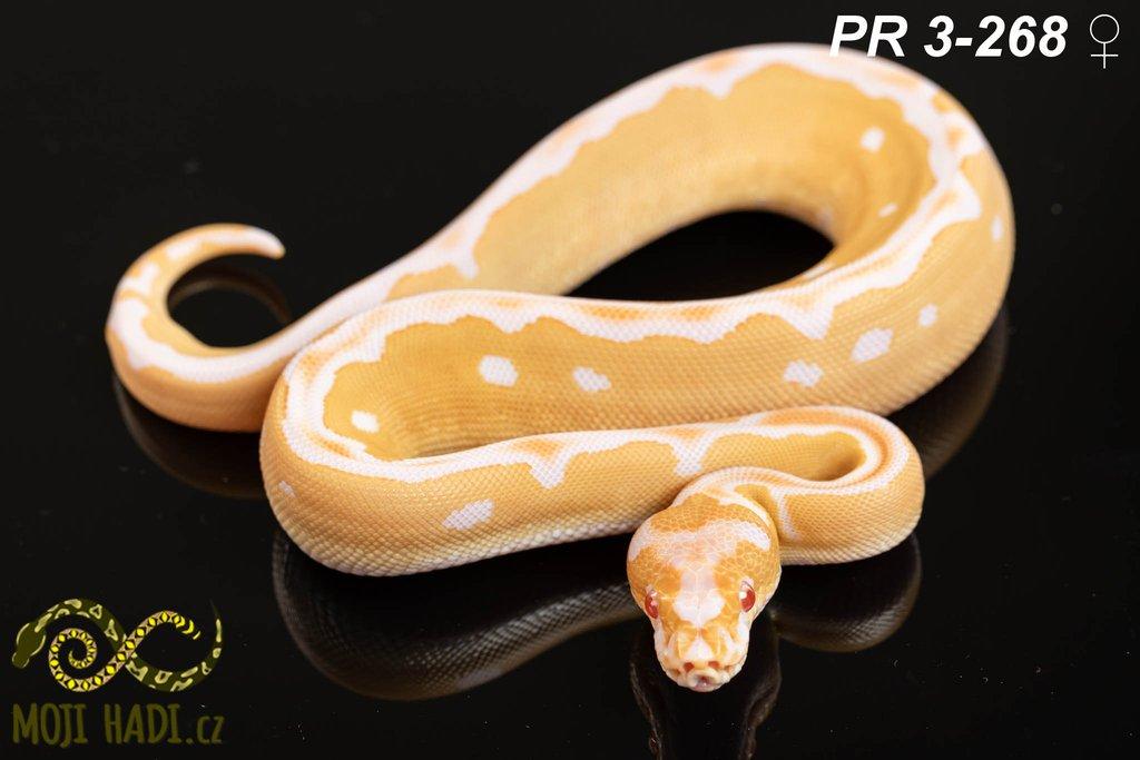 Python regius - Krajta královská