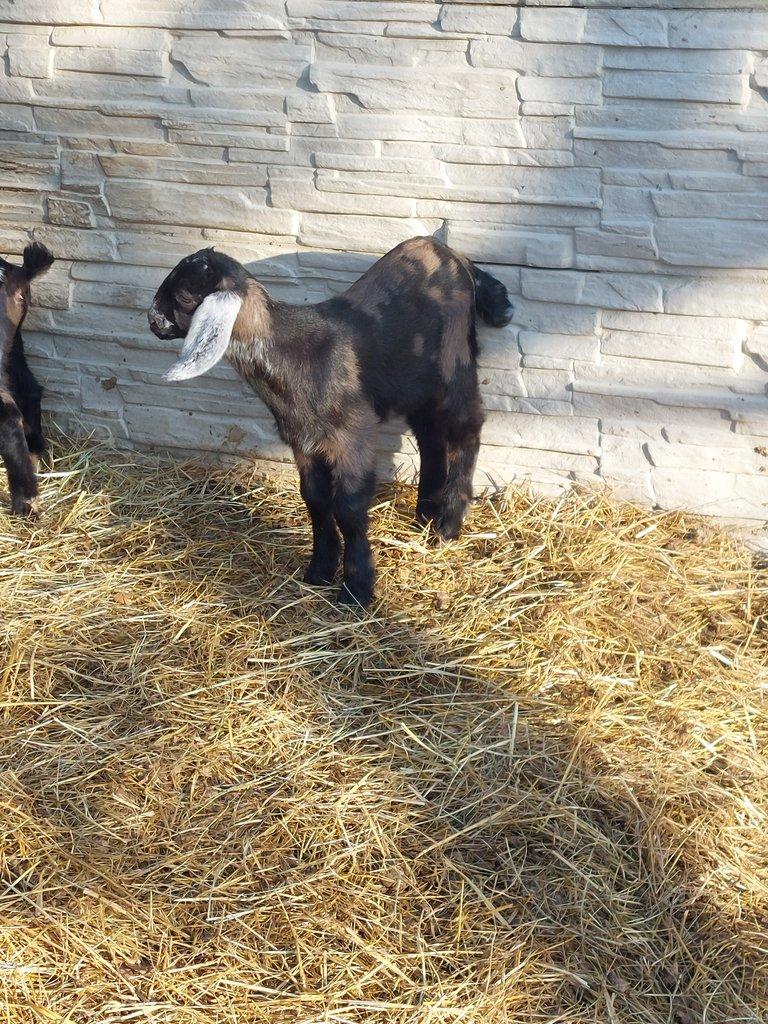 100% AN atraktivní kozlík