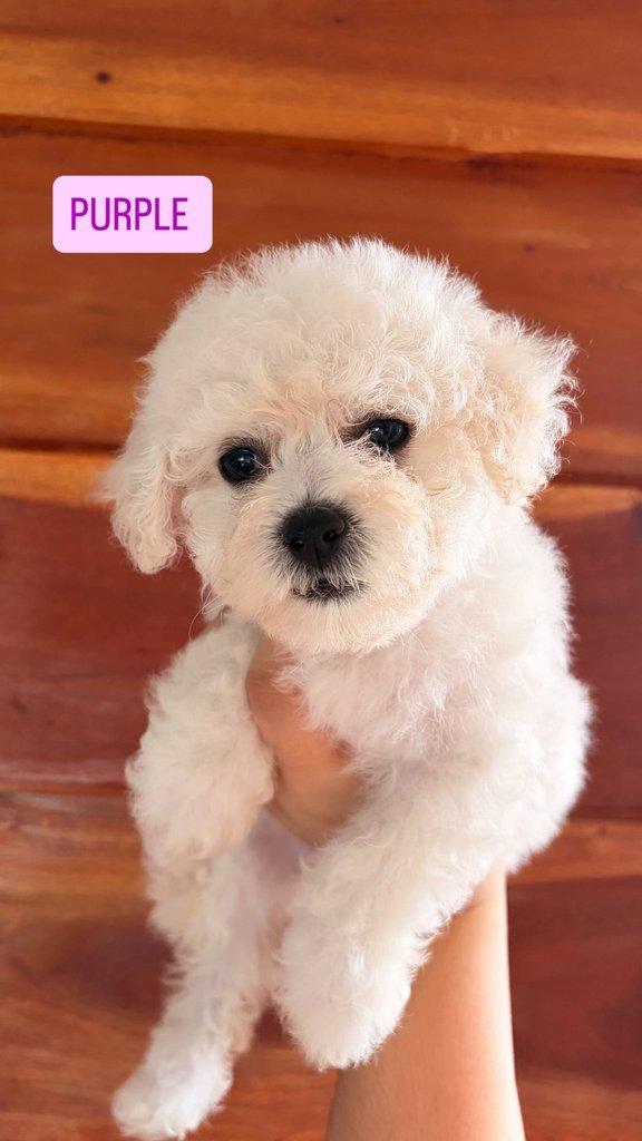 K dispozici Bišonek Frisé