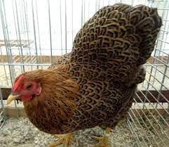 Slepičky Wyandotky zdrobnělé na vajíčka i na okrasu