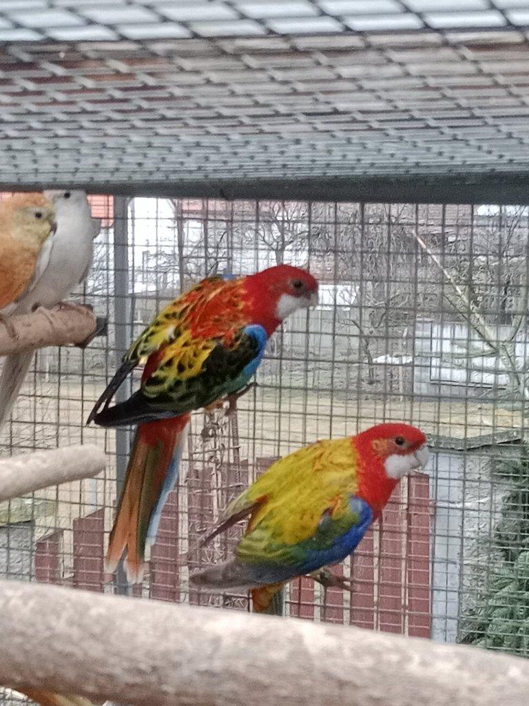 Prodám  mutační rosely