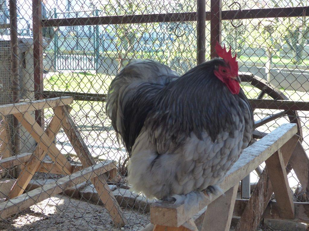 Zakrslá Kočinka modrá