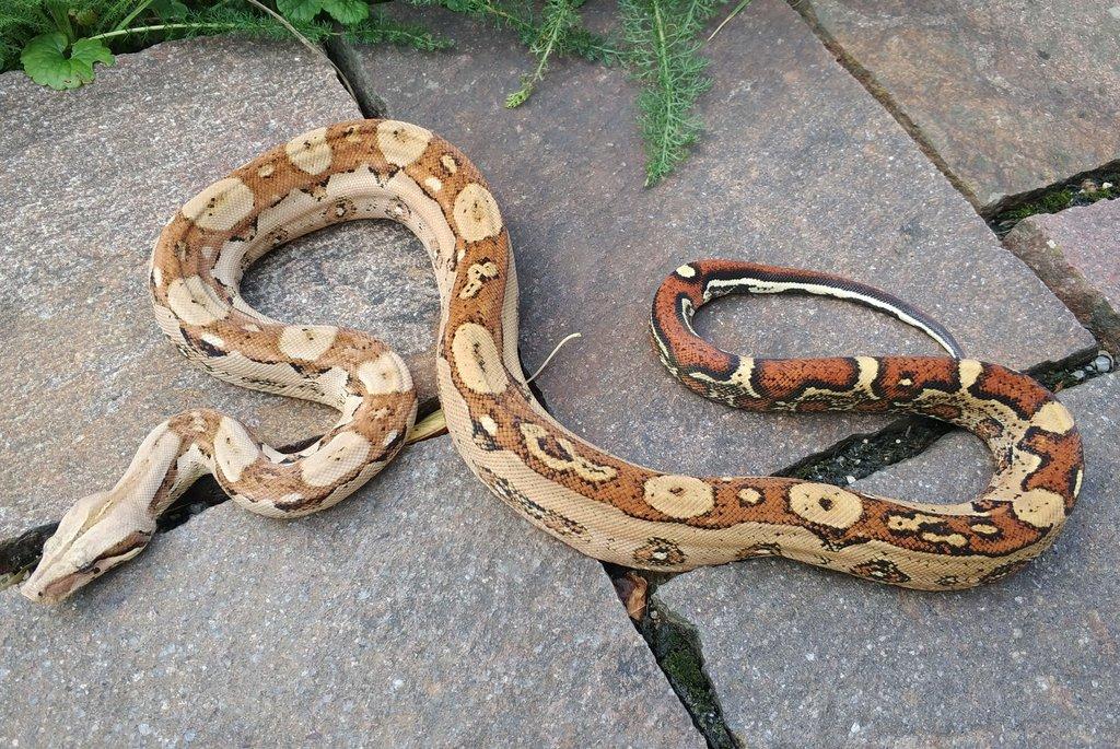 Boa imperator - Jungle Ghost het VPI, VPI Jungle