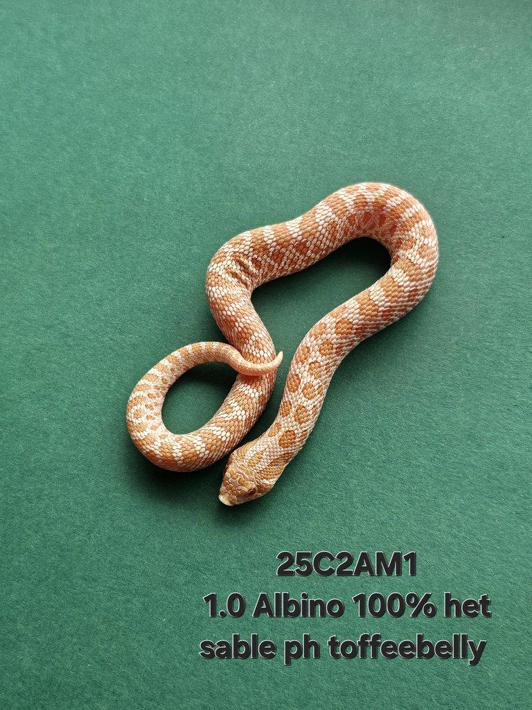 Snakes for Ostrava FaunaThry in June