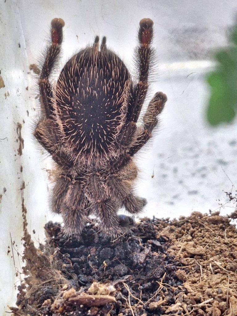 Avicularia