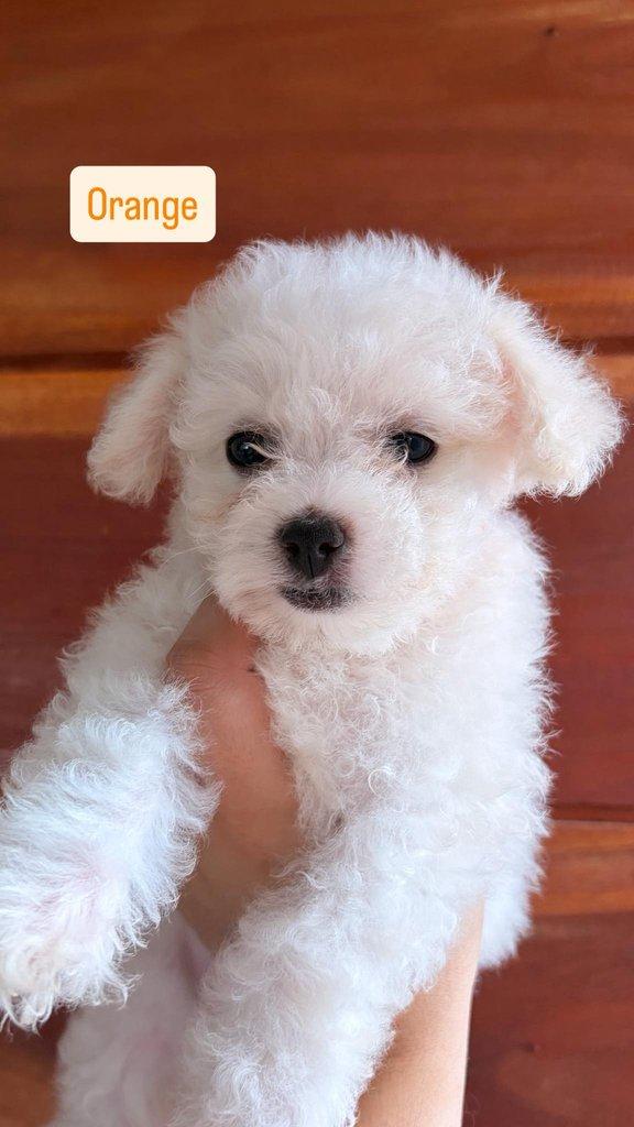 K dispozici Bišonek Frisé