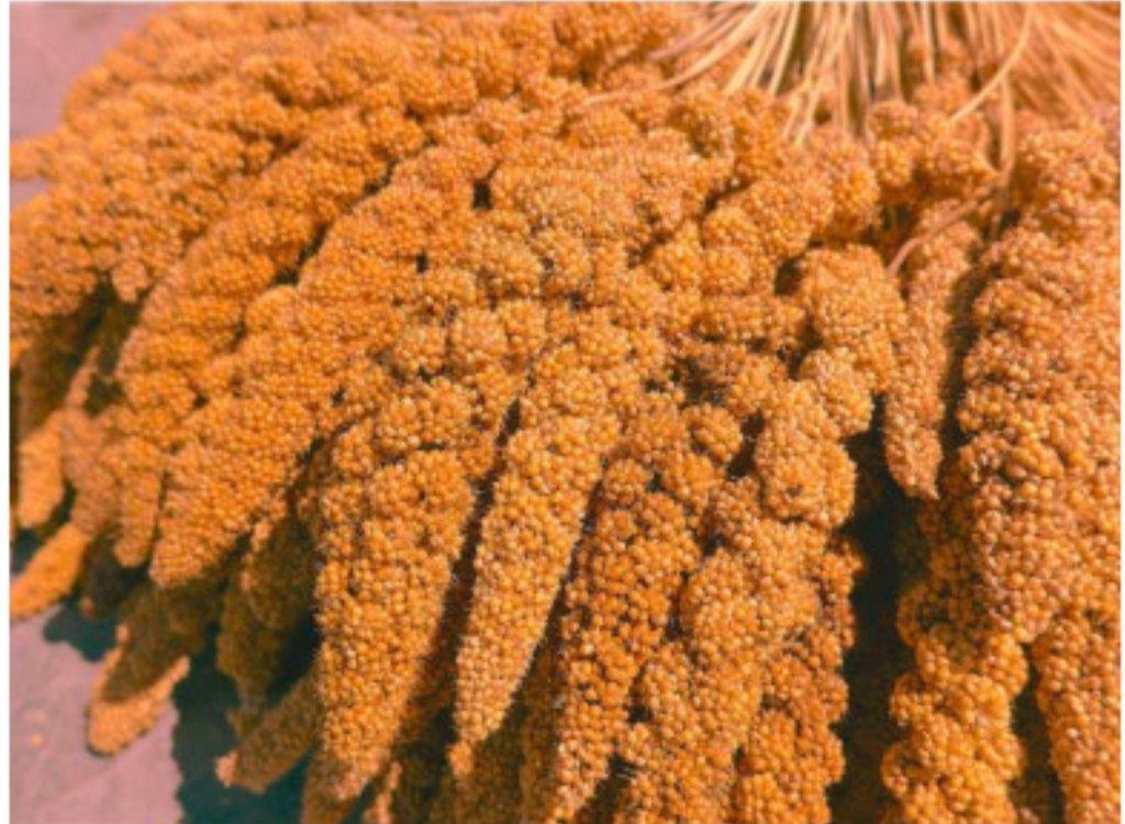 Týniště nad Orlicí 23. 11. 2025 přijímáme objednávky.