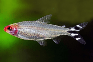 Tetra červenoústá - Hemigrammus rhodostomus