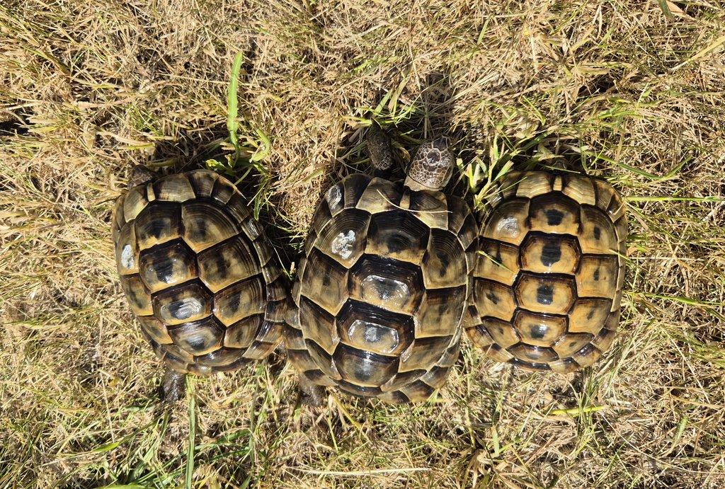 Testudo graeca ibera - želva žlutohnědá