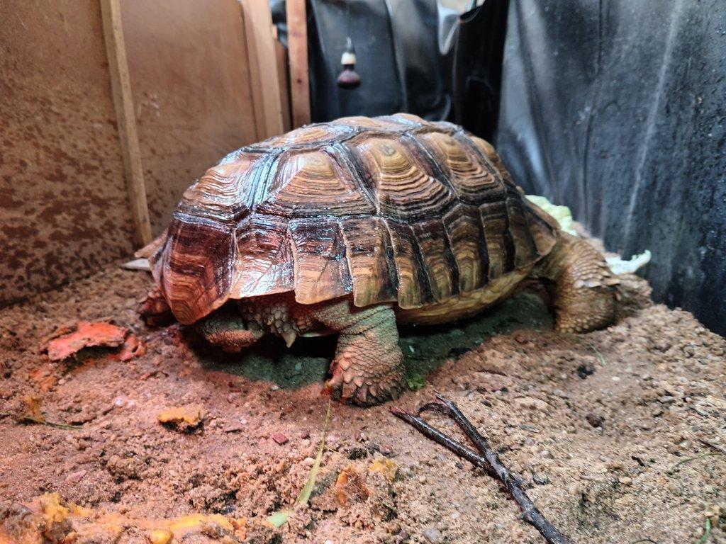 Želva ostruhatá (Centrochelys sulcata)