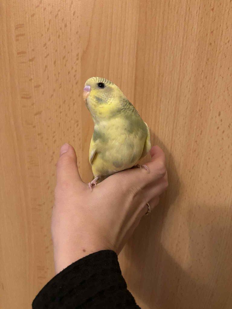 Prodám mladé andulky po vylétnutí z budky