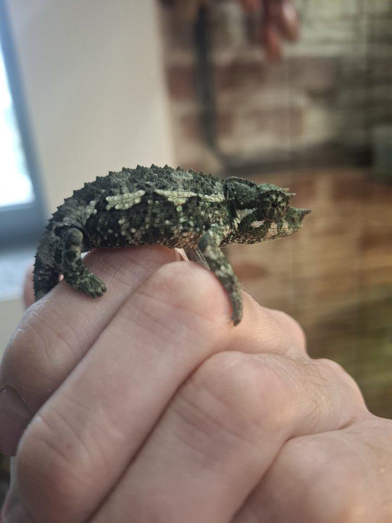 Trioceros jacksoni xantolophus NZ 24