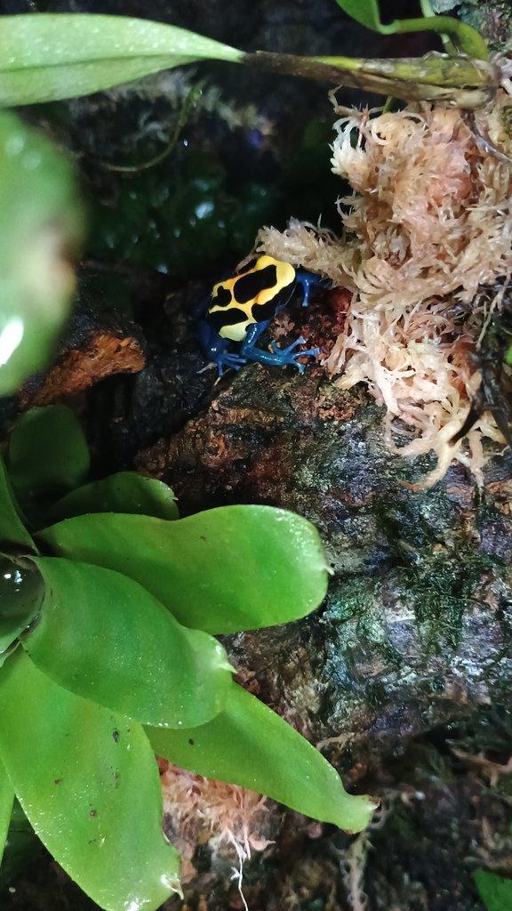 Dendrobates tinctorius nominat
