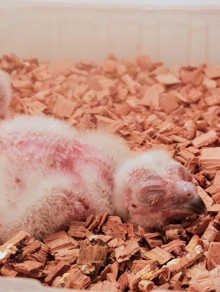 Ninox boobook (Sovka ostrovní) - mláďata na dokrmení