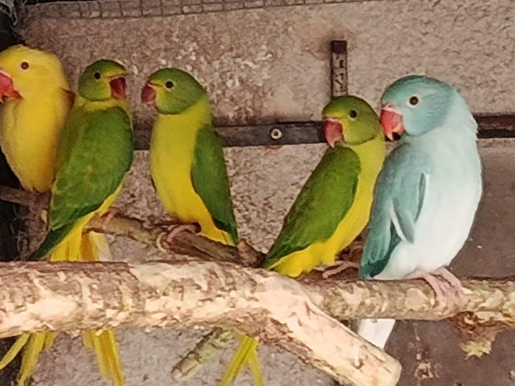 Koupím : 3:0 MNÍŠEK OPALIN, PALLID, MODRÝ , ZELENÝ s DNA 2022 - 25.