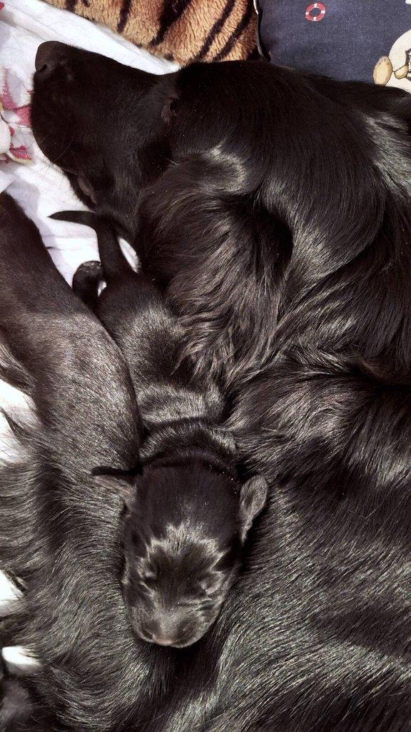 Flat Coated Retriever - štěňátka s PP + možnost výcvikových a socializačních lekcí zdarma