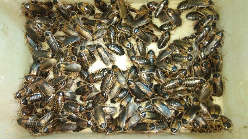 Švábi Blaptica dubia mix 3-4cm, 1ks /2,30kč