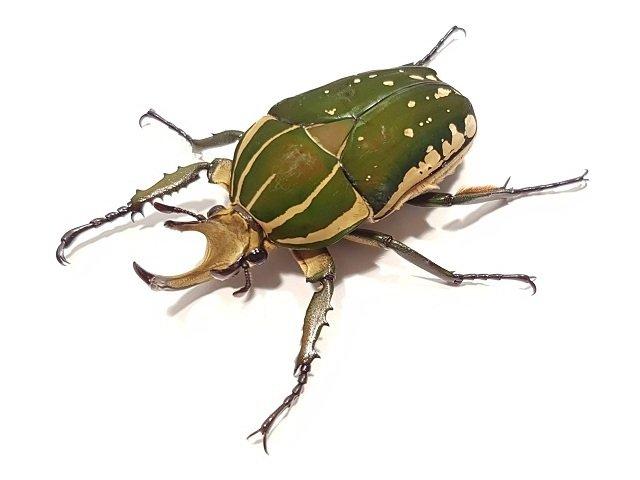 Mecynorrhina torquata immaculicollis a Chelorrhina polyphemus confluens