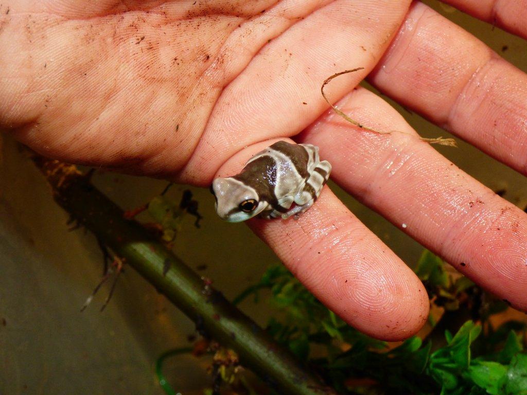 Rosnička včelí (Trachycephalus resinifictrix)