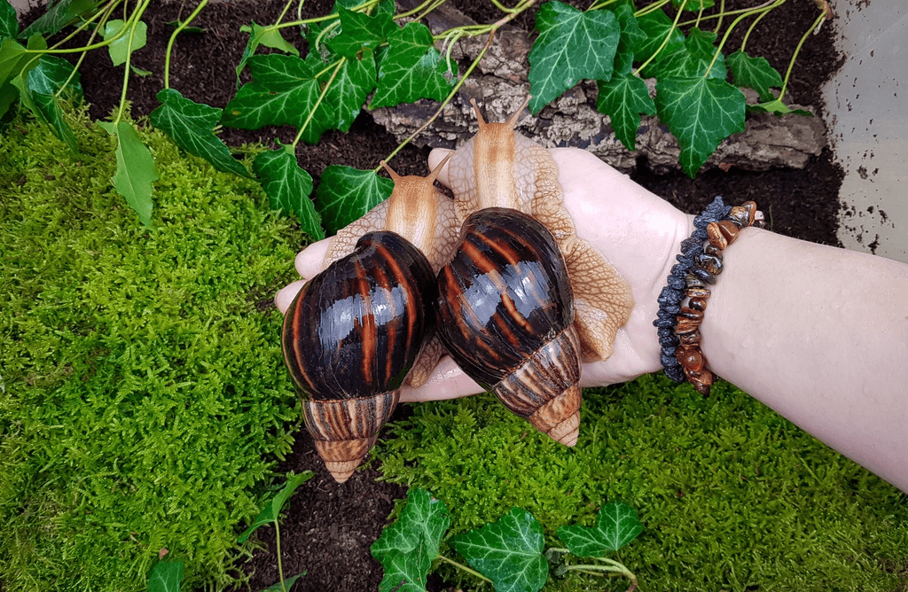Africký šneci Lissachatina immaculata