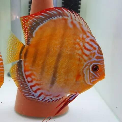Terčovci - discus - Curipera