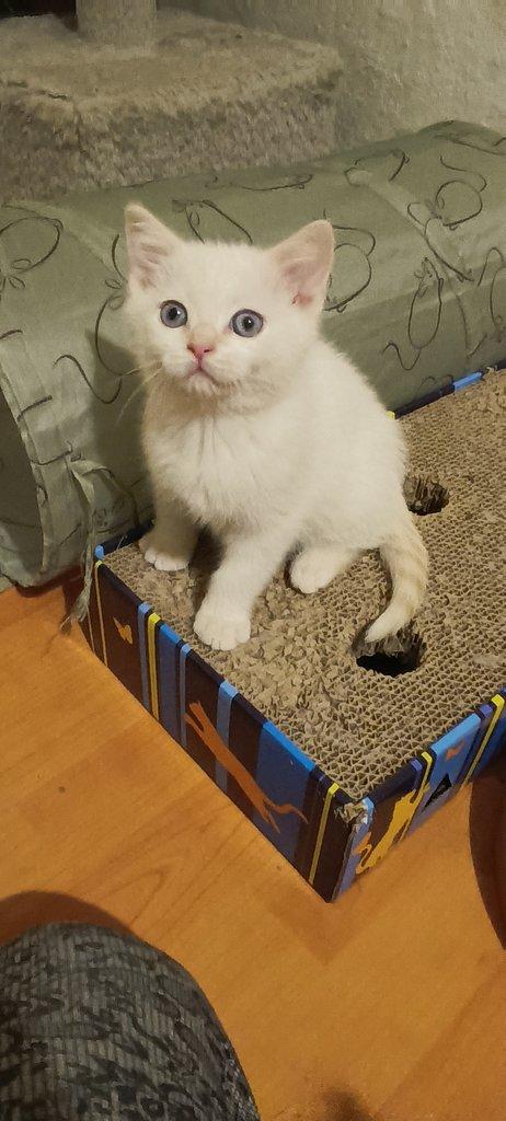 Britská koťata bez PP